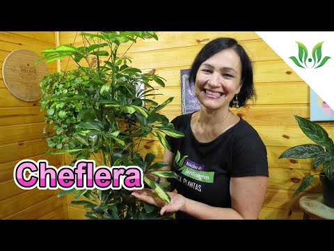 Vídeo: Crescendo Schefflera: Dicas para cuidar das plantas Schefflera