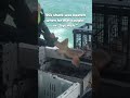 Eating Fish or Crab Can Kill Sharks Too 💔🦈