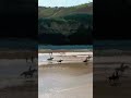 #muzicaromaneasca #remix #beach #horses #beautifulnature #music #nature #dj #synth