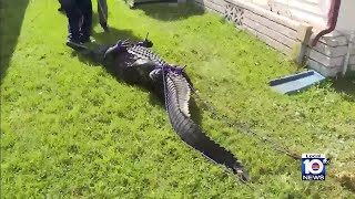 New details released after 85-year-old woman killed by alligator in Port. St Lucie