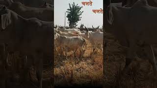 कांकरेज गायों का चरने का समय हो गया है भाई   #cow #ghee #cowghee #desighee #Kankrej