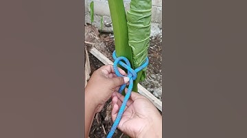 "Easy & Practical Rope Knot Tutorial!" #knot #diy #shorts
