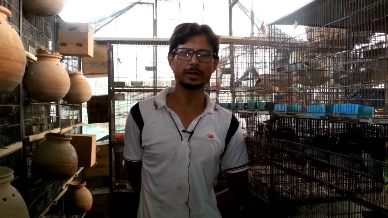 Sohaib Birds Setup Visit Diamond Dove - Budgies - Lovebirds & Cockatiel