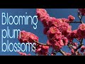大阪府豊中市【服部緑地の梅林が見頃】/ Blooming plum blossoms / Hattori Ryokuchi / Toyonaka City Osaka Japan