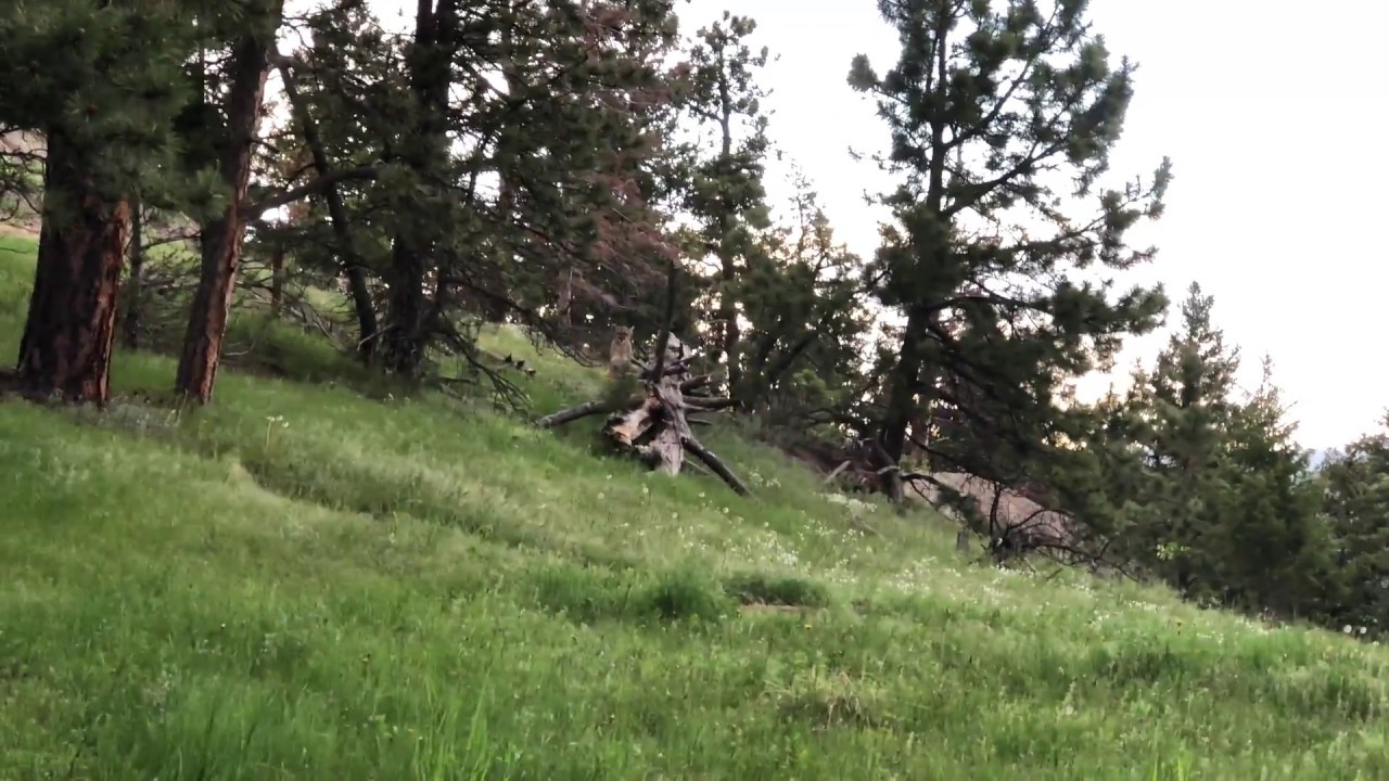 Mountain Lion on Flagstaff Mountain Boulder Colorado YouTube