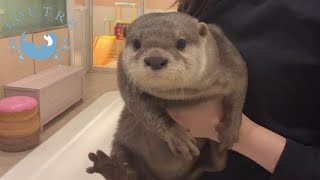 Amazing with the Weight of Those Otter Kids!