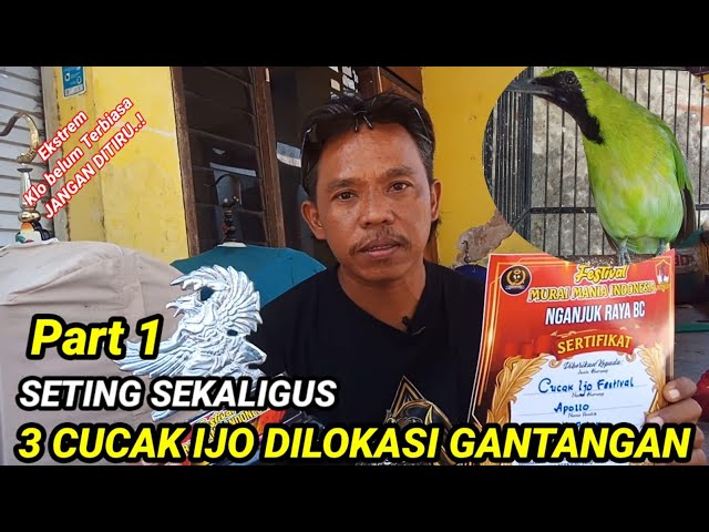 Setingan cucak ijo dilapangan ll Eksekusi setingan ijo digantangan class=