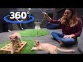 VR: Play With Cats at Koneko Cat Cafe in NYC (360° Video) | The Dodo VR