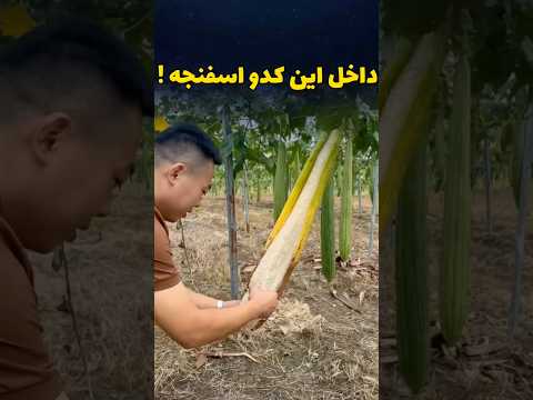 این اسفنج ظرفشویی یه گیاهه