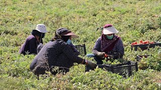 Rural life in spring: time to harvest tomatoes manually and traditionally