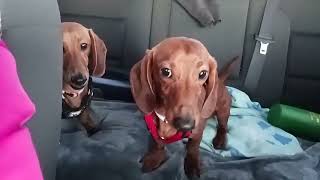 Dachshund Newton and Chester not happy in car ride but we're calm after a hour