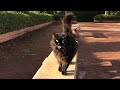 猫の鳴き声は猫を呼ぶ。可愛い猫動画
