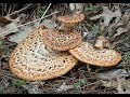 How To Tell If A Dryad Saddle Mushroom Is Good To Eat