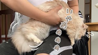 猫の爪切りをした結果...