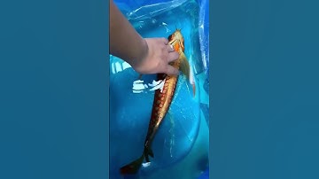 Arowana Cá Rồng Đỏ INDONESIA | #arowana #xuhuong #carong #cárồng #subscribe