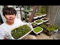 UPGRADING My Emersed Aquatic Plant Farm!