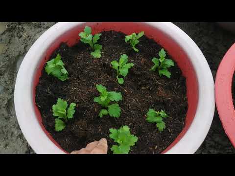 Video: Những điều bạn cần biết khi trồng cây cúc dại?
