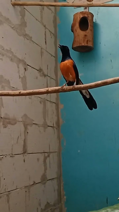 murai batu birahi, bikin gacor burung murai lain