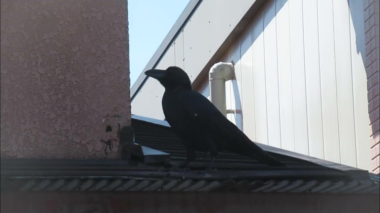 ハシブトガラスとハシボソガラスの違い YouTube
