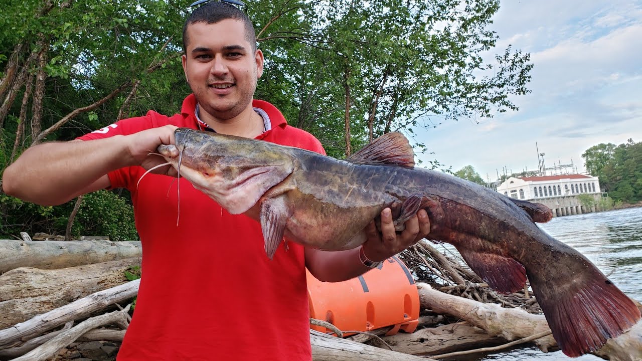 Wisconsin Catfishing Flathead Catfish June 20, 2019 YouTube