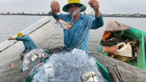 Trúng bầy cá khi nước cạn dần, gỡ đã tay. ĐCMT
