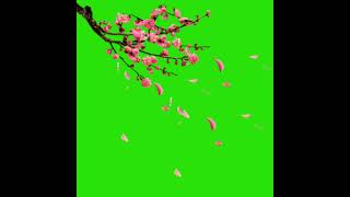 Bunga Sakura Berjatuhan green screen #greenscreen