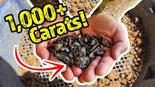 1,000+ Carats of Black Gold Found Fossicking in Australia!