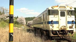 JR九州　肥薩線　嘉例川駅　桜とつつじ