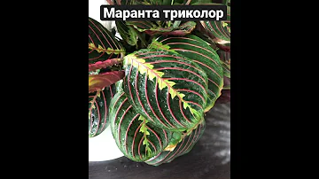Маранта – идеальное растение для дома и офиса