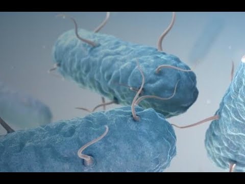 Video: Metabolické Inženýrství Bacillus Megaterium Pro Biosyntézu Heparosanu Pomocí Syntézy Heparosanu Pasteurella Multocida, PmHS2