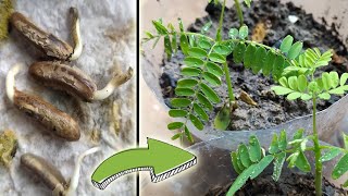 Como germinar semillas de Framboyan (Delonix regia)