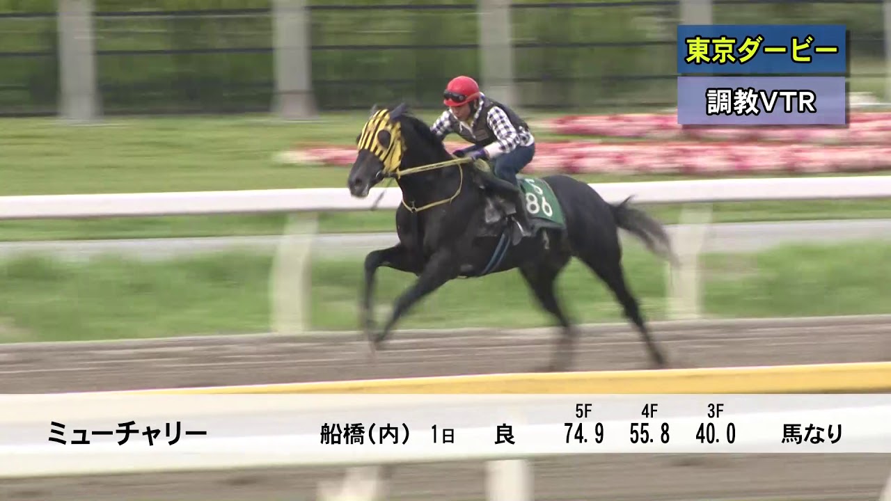 第65回 東京ダービー Si 重賞レース レースと日程 東京シティ競馬 Tokyo City Keiba