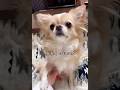 【存在そのものがかわぴー♡】#チワワ #chihuahua #可愛い #shorts #チワワちゃん #癒し #cutedog #fyp #foryou
