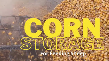 Corn Storage to Feed Sheep On-Site