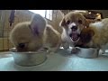 cute corgi puppies eat food / コーギー子犬のお食事タイム 20150606 Part 1 welsh corgi pembroke