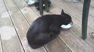 Magic the Cat needs a home , sadly his owner abandoned him  I don't want to take him to a shelter by Wasserman Gigi Batboy and Not The Mama 26 views 4 years ago 2 minutes, 6 seconds