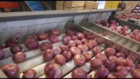 Onion grading machine