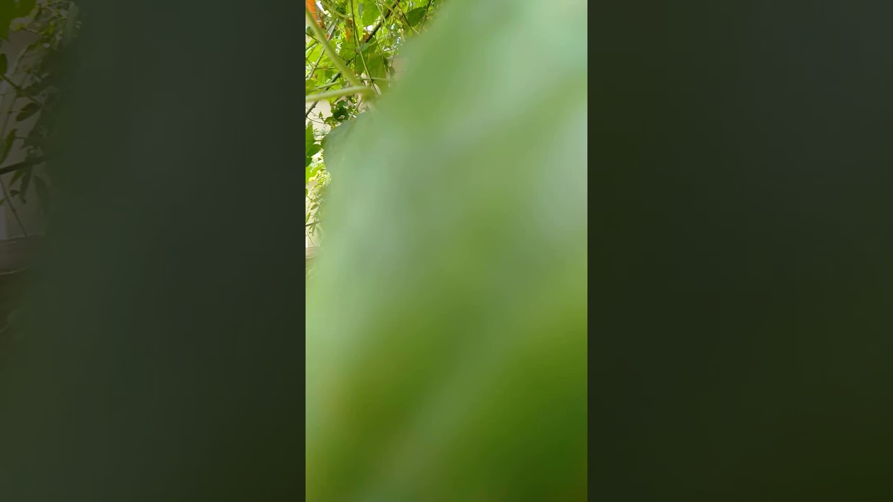 tumbuh liar di sekitar kita, ternyata buah ini banyak manfaat. 