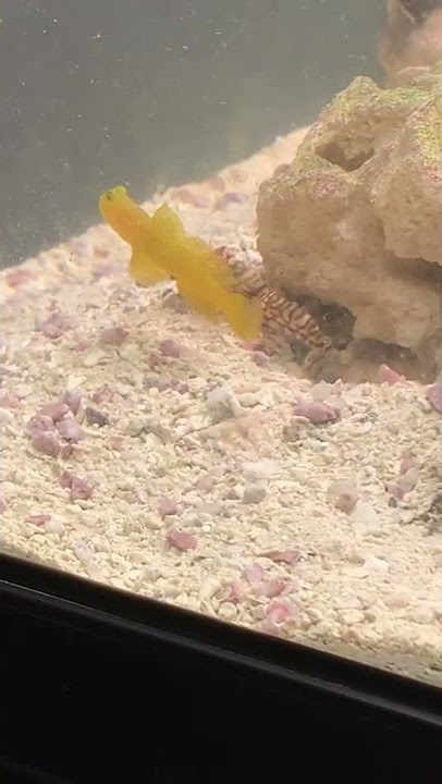 Tiger pistol shrimp snapping