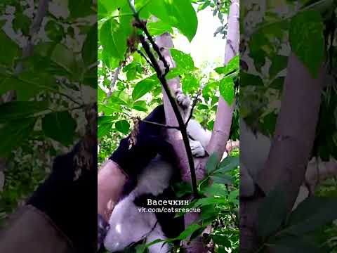 Вцепился