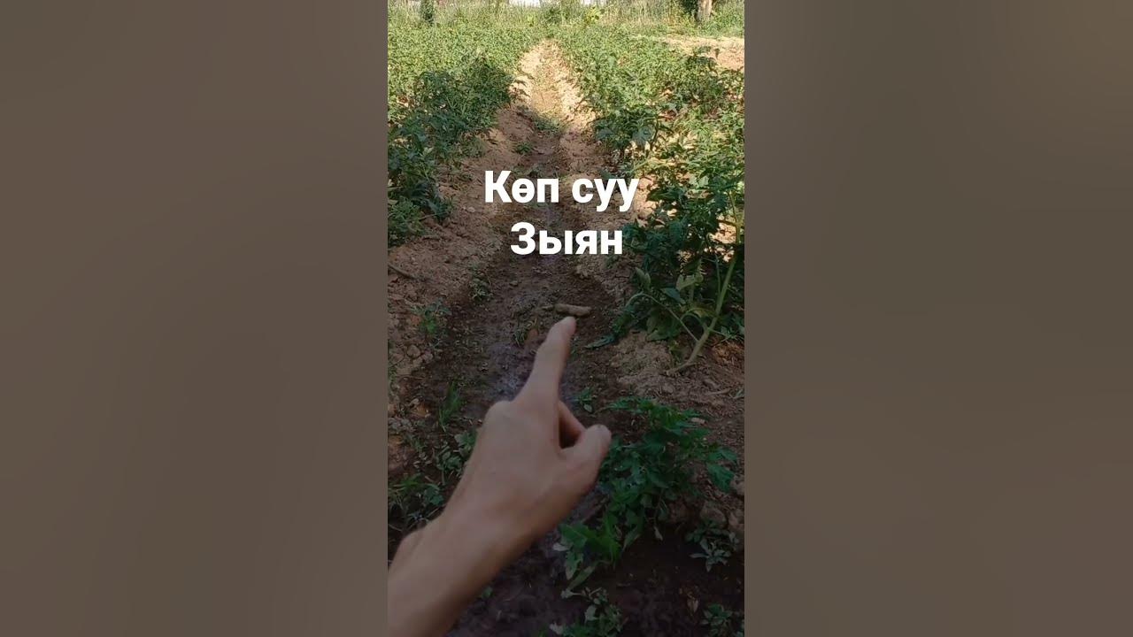 помидор кантип өстүрөт - YouTube