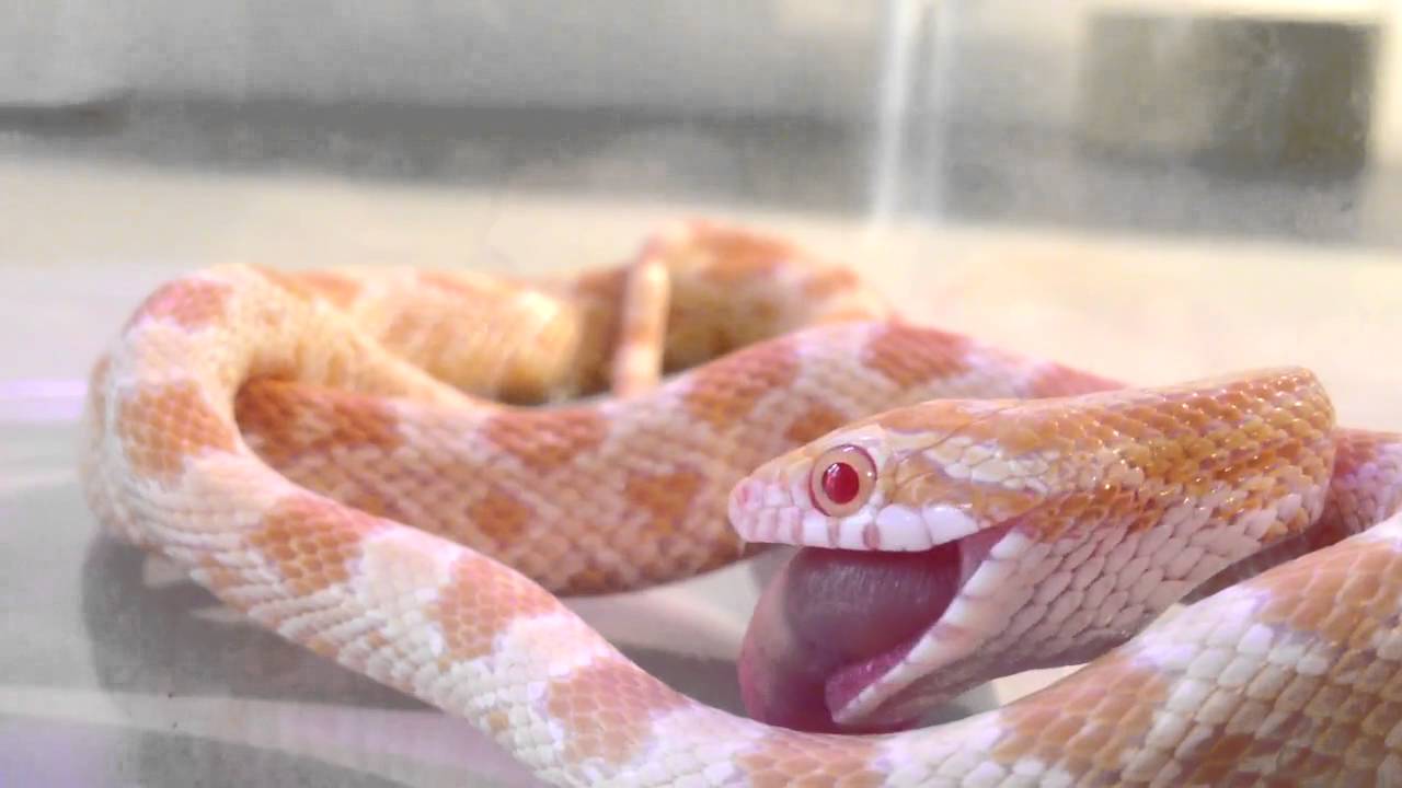 best snake gun Feeding Time 18 01 2014