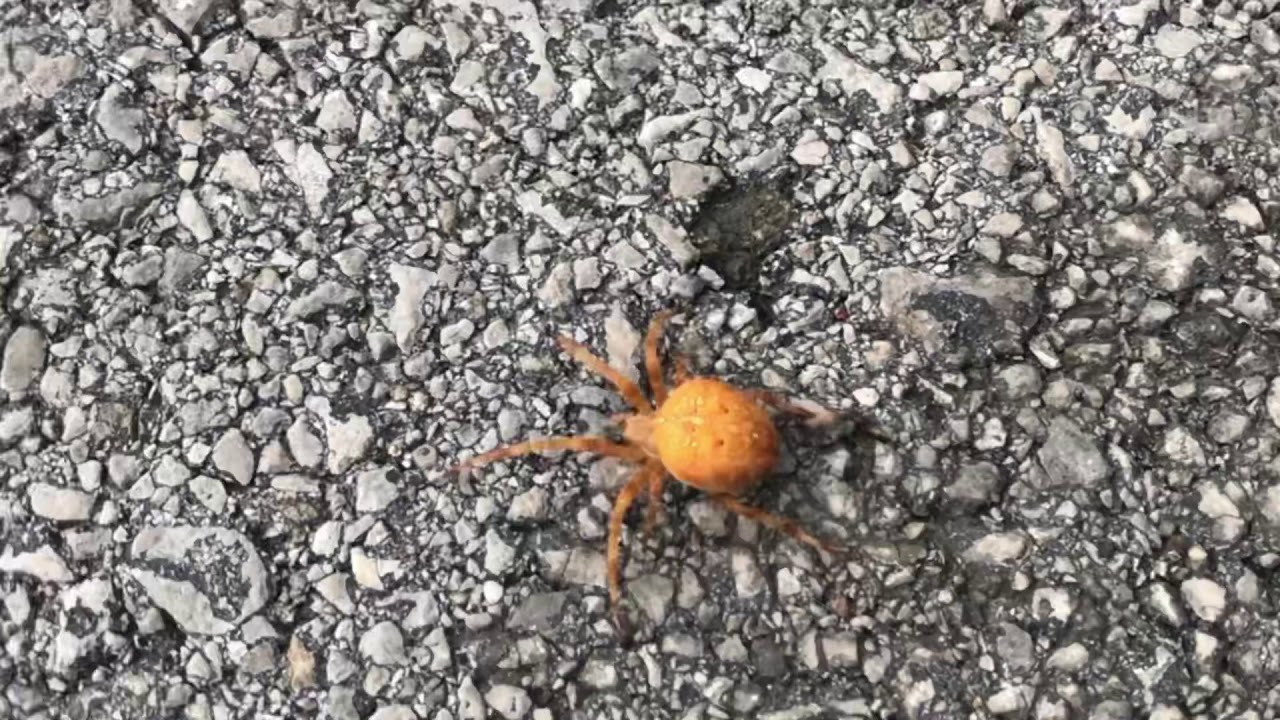 Araña Araneus diadematus Cantabria