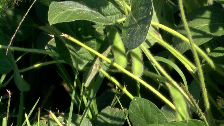 USDA forecasting record soybean yields