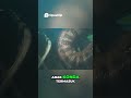 Anaconda Terbesar Yang Pernah Ditemukan !!!