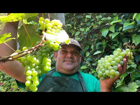 Vídeo: Protegendo frutas na videira - Aprenda a fazer uma gaiola de frutas