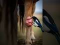 Bird Removes Larvae From Horse's Leg #animals #birds #shorts #wildlife