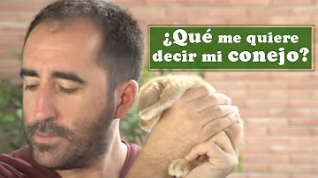 ¿Cómo decirle a tu conejo que le quieres?