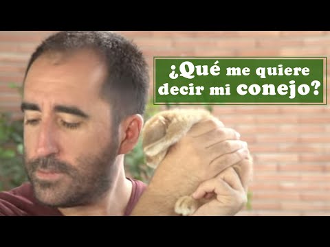 Vídeo: Què volen dir els conills?