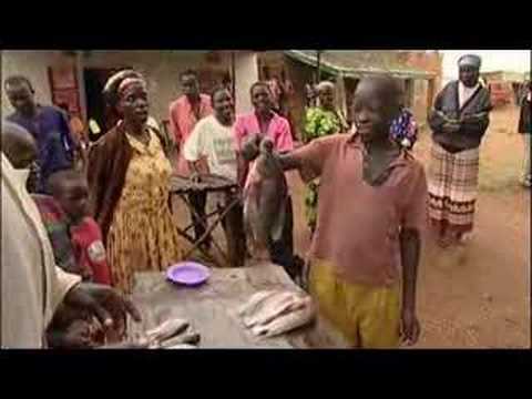 The Pulse - The big 3 v neglected diseases -29Oct0...